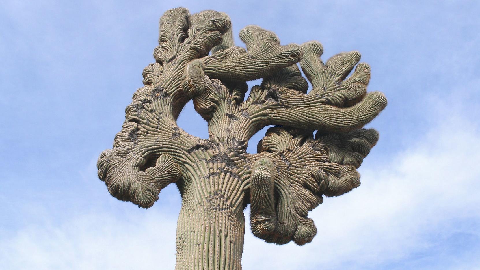 21 photos of crested saguaros in Tucson